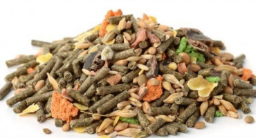 Jaké vitamíny jsou pro králíky potřeba a co obsahují, top 6 léků